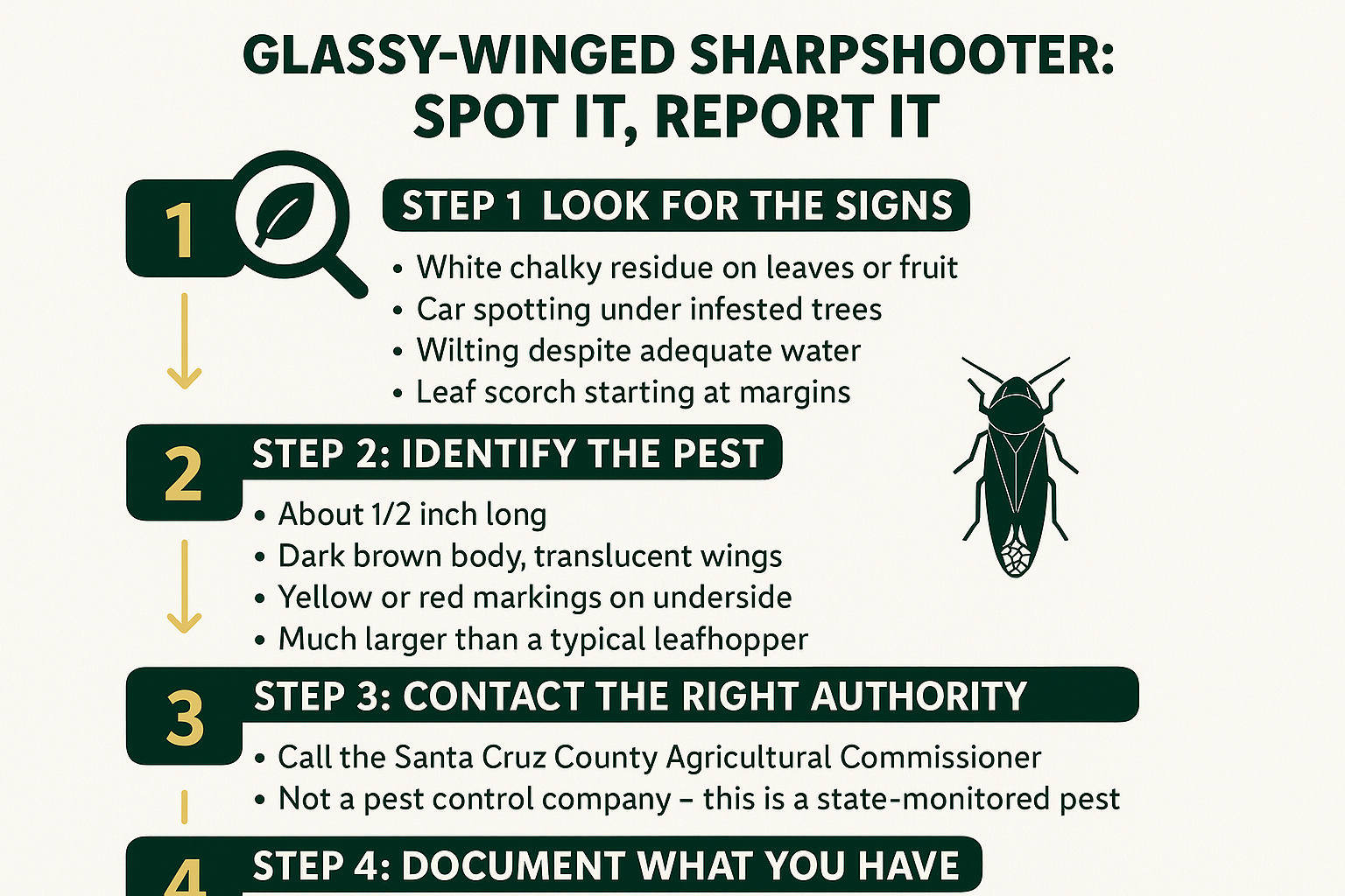 Infographic showing four steps for identifying and reporting a glassy-winged sharpshooter infestation in a Santa Cruz yard.