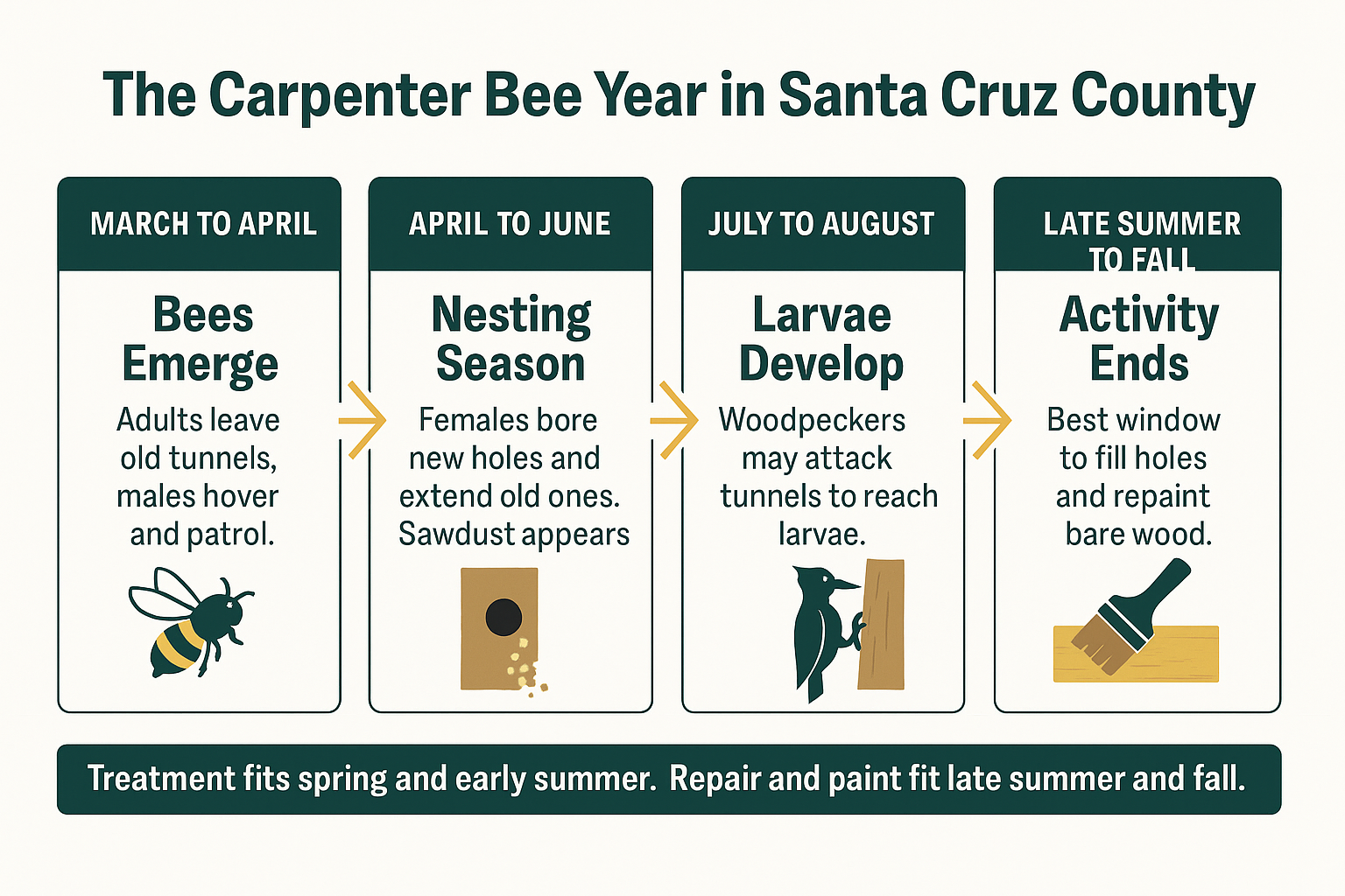 Infographic showing the carpenter bee season timeline in Santa Cruz County from spring emergence to fall repairs