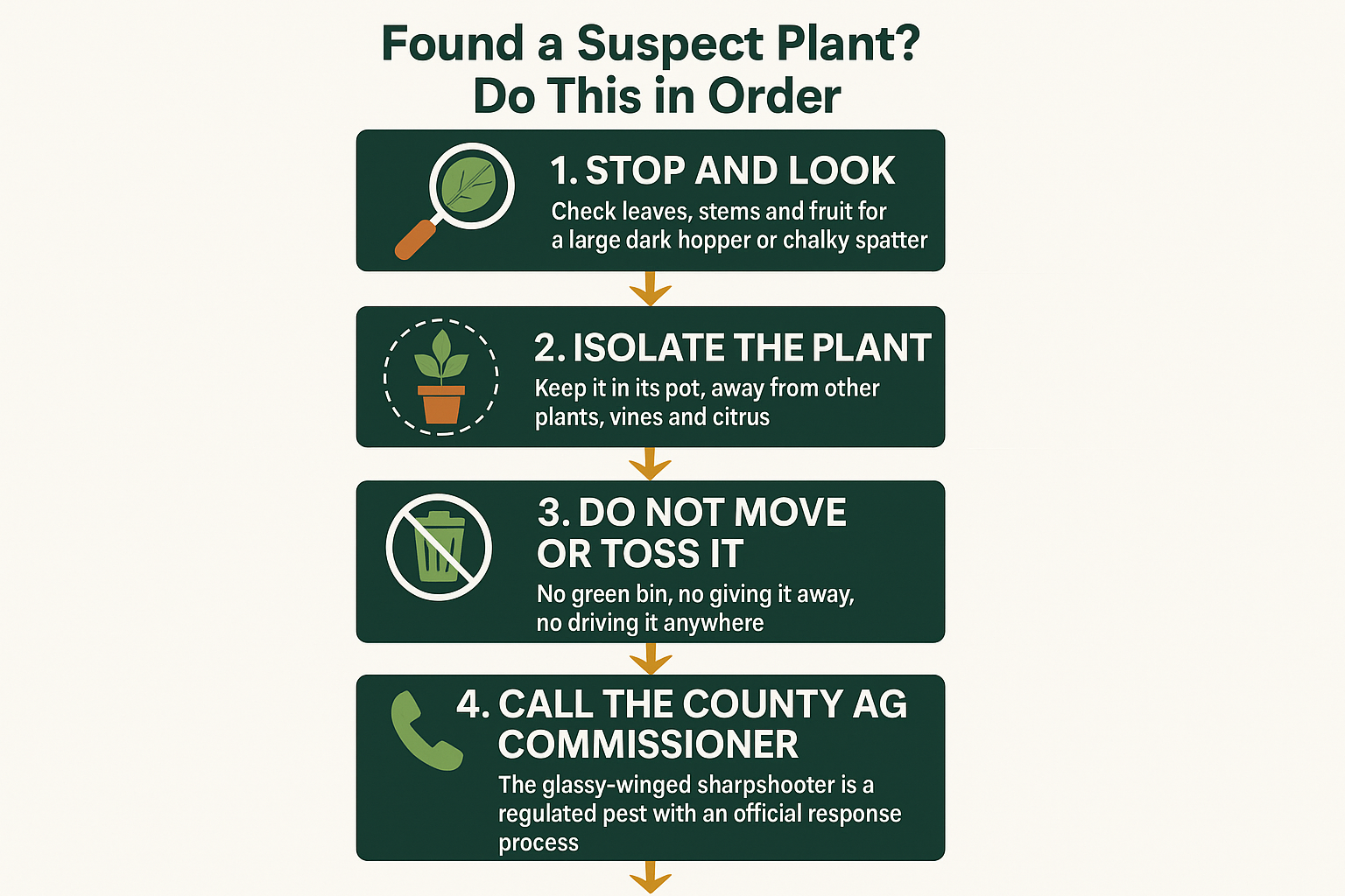 Infographic showing five steps to take after finding a possible glassy-winged sharpshooter on a new plant